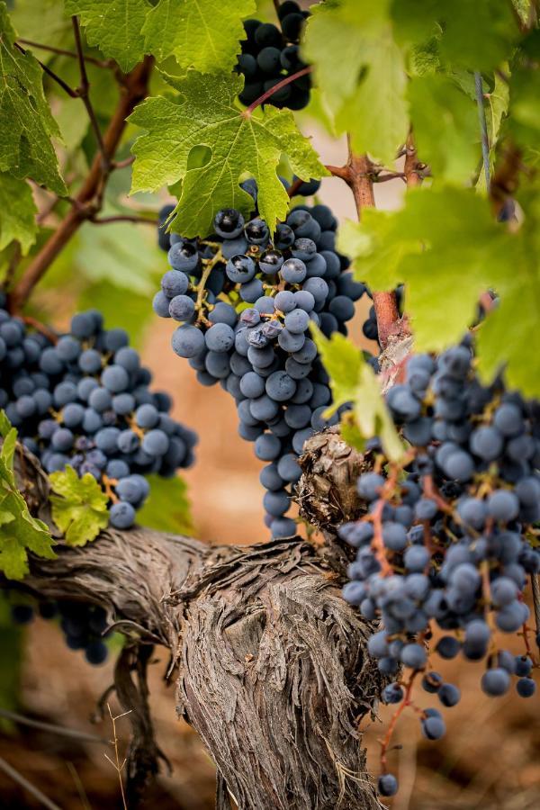 Domaine Rabiega - Vineyard And Boutique Hotel Драгиньян Экстерьер фото