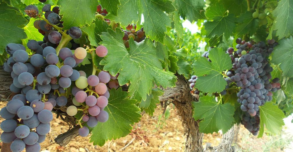 Domaine Rabiega - Vineyard And Boutique Hotel Драгиньян Экстерьер фото